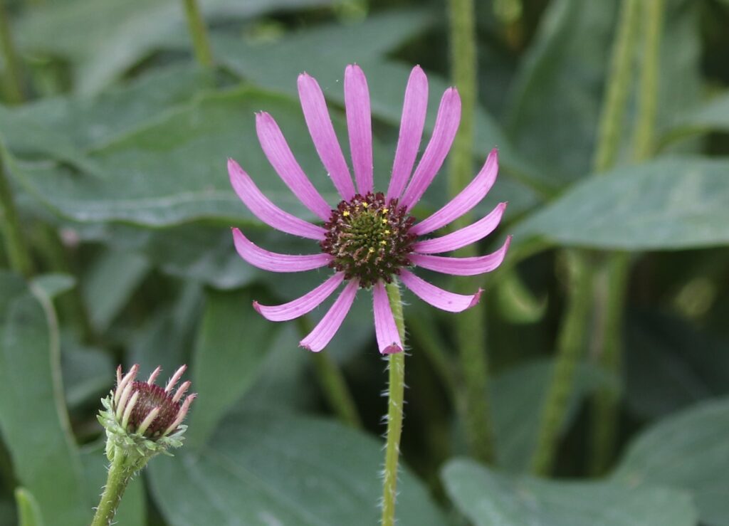 Photo showing a coneflower in full bloom.