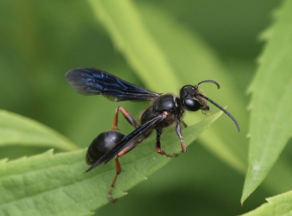 Photo of a Brown-legged Grass-carrying Wasp for the Wasp post.