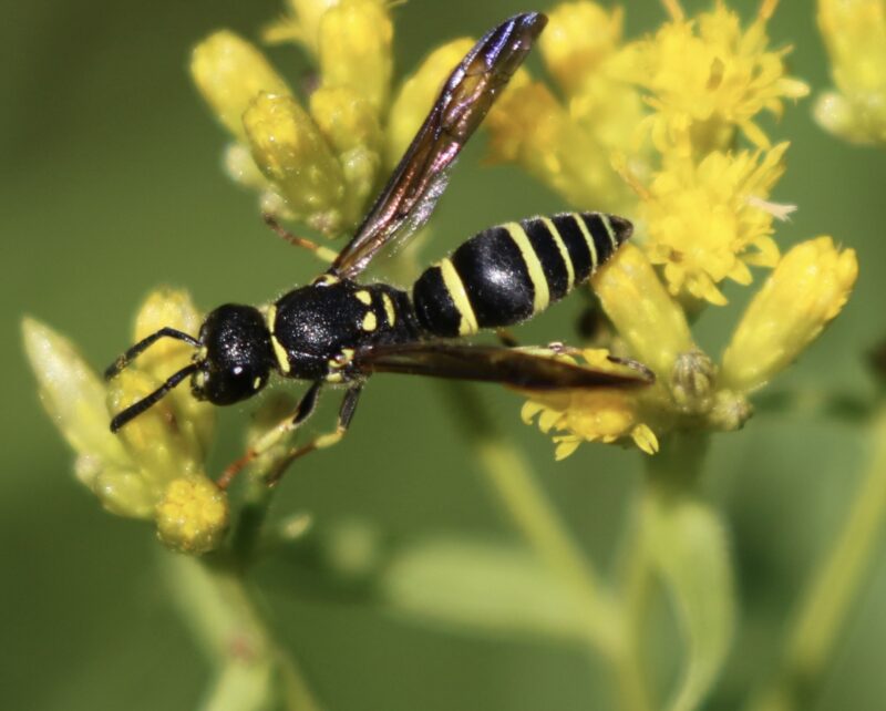 Photo of a Bramble Mason Wasp.