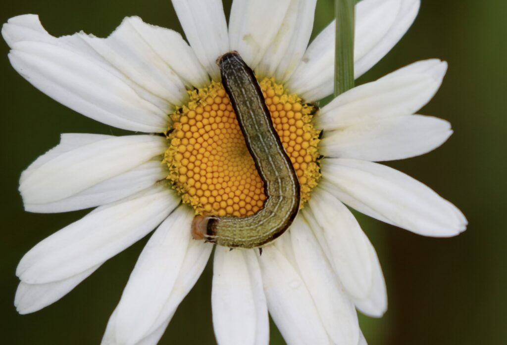 A Norman's Quaker caterpillar on a daisy.