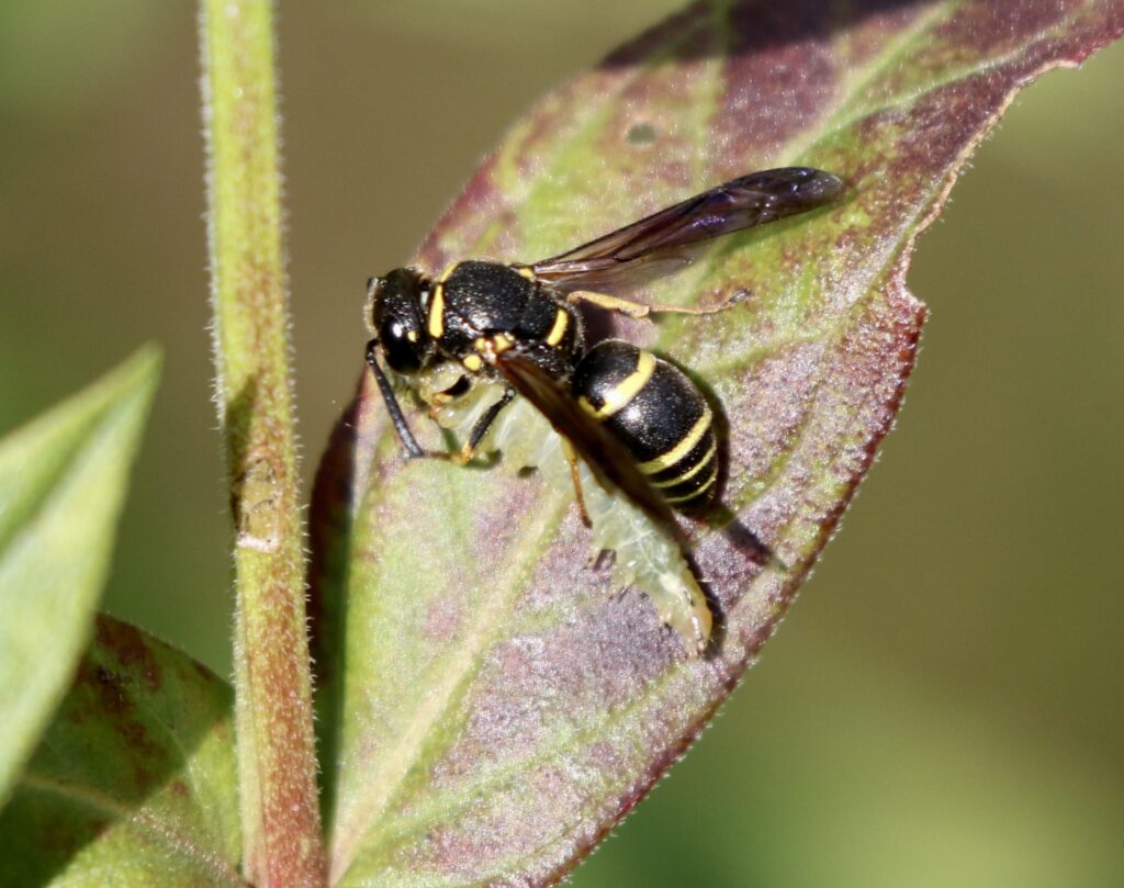 A Wood-boring Mason Wasp photo for the Wasp post.