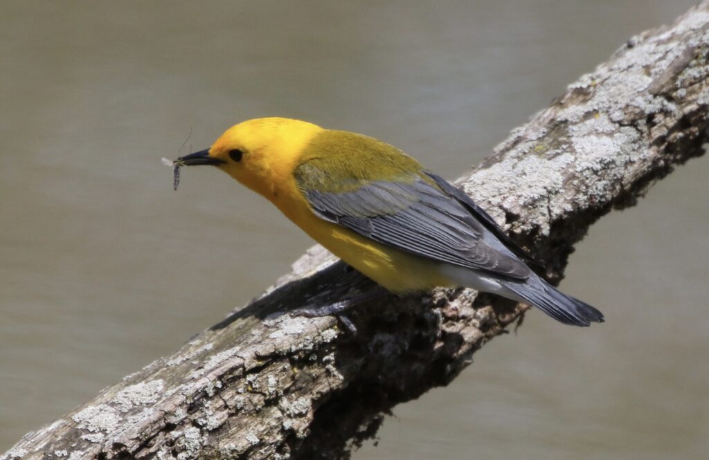 A Prothonotary Warbler has just captured a bug.