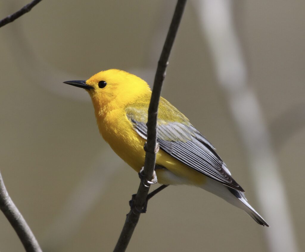 A Prothonotary Warbler glowing in the sun.
