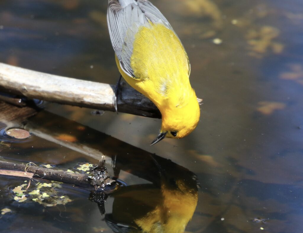 A Prothonotary Warbler contemplates its own reflection.