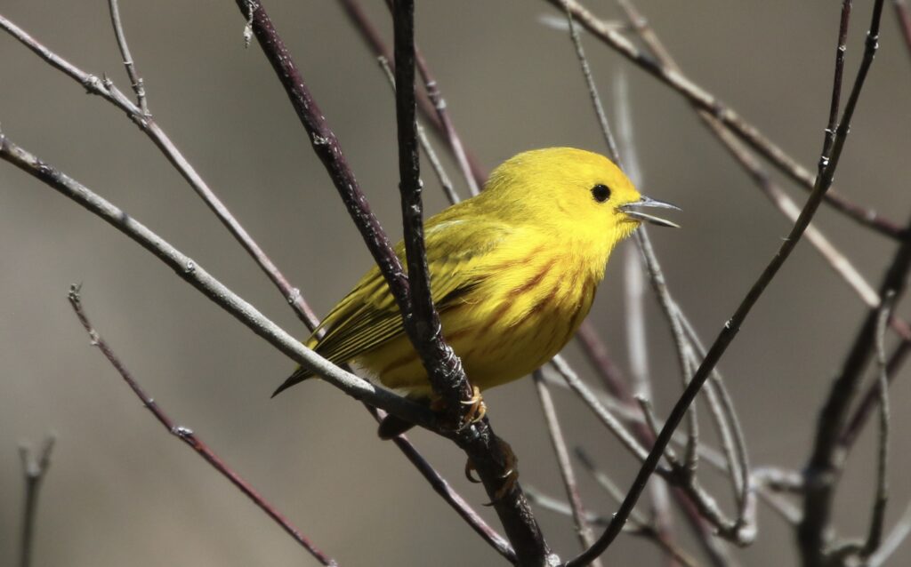 A singing Yellow Warbler.