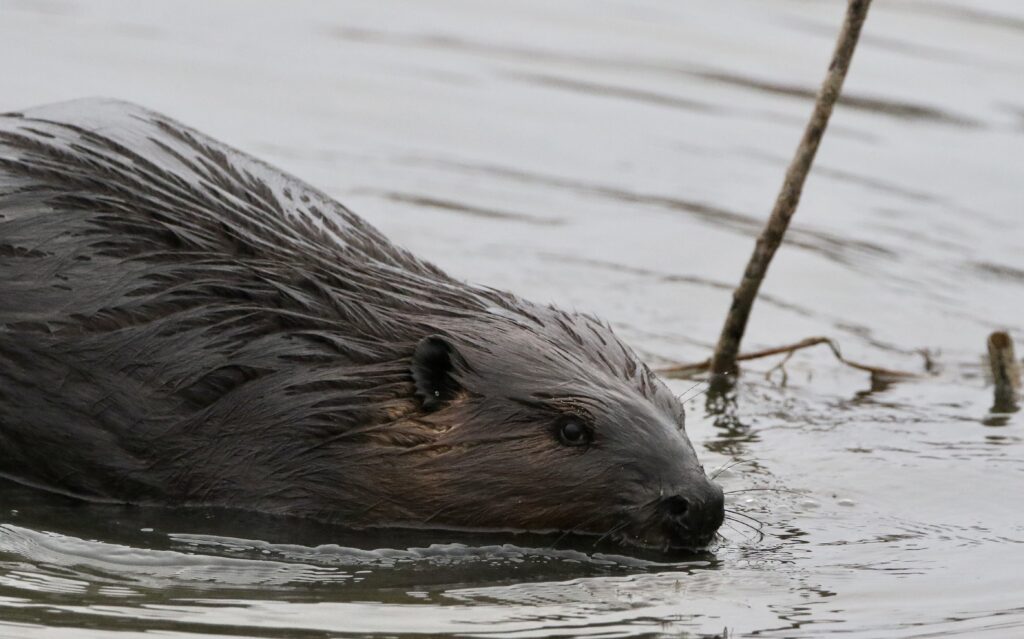 Photo of an American Beaver swimming in Cell One of the Leslie Street Spit.