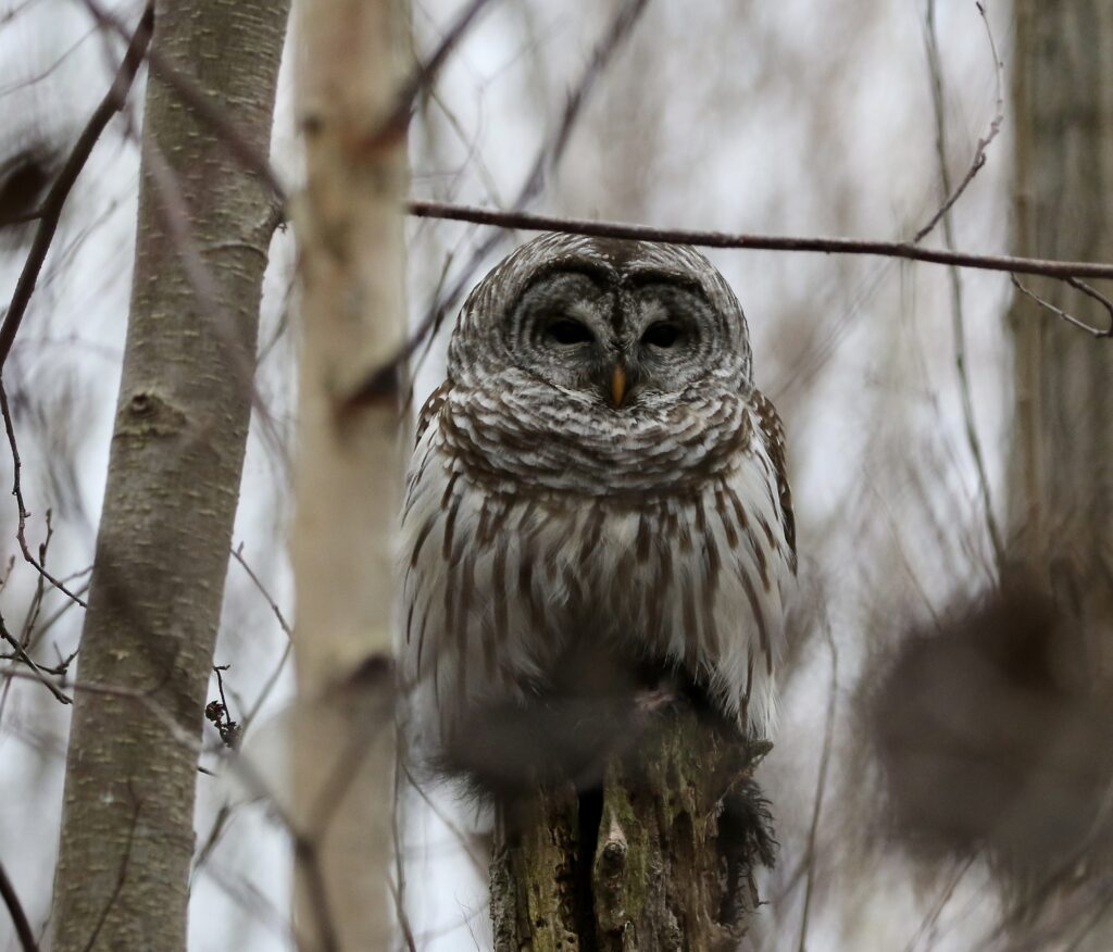 Photo of a Barred Owl with a squirrel in its talons.