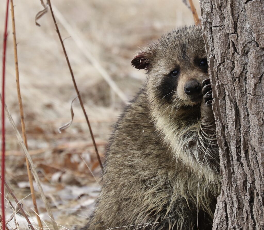 Photo of a Common Raccoon on the Leslie Street Spit.