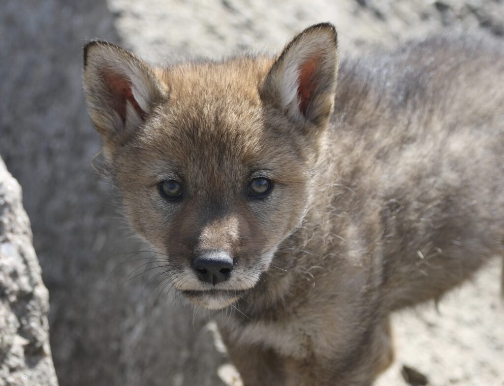 Photo of a Coyote pup for the Mammals post.