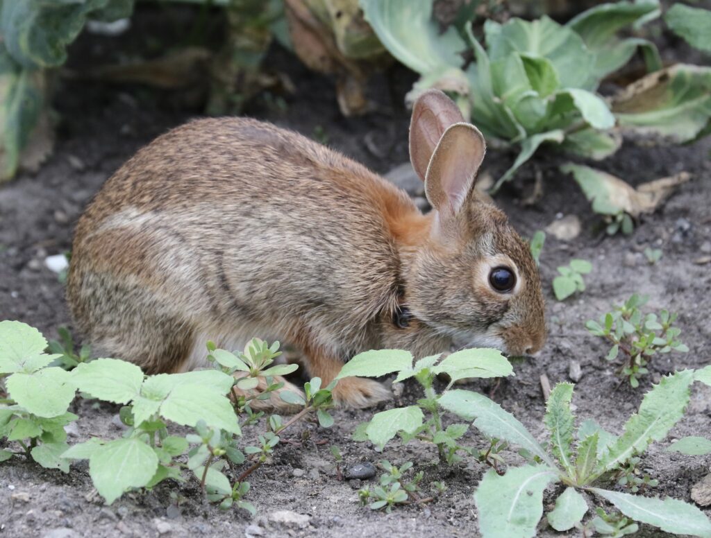 Photo of an Eastern Cottontail for the Mammals post.