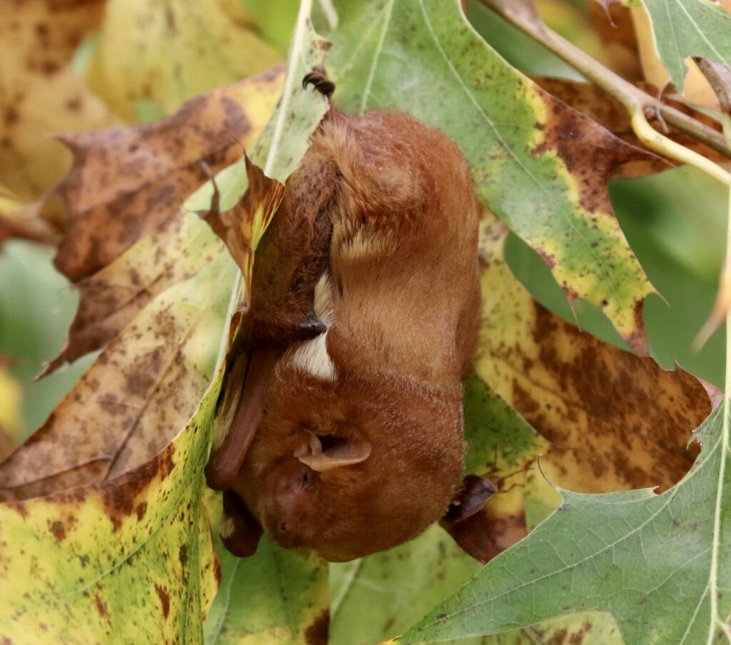 An Eastern Red Bat photo for the Mammals post.