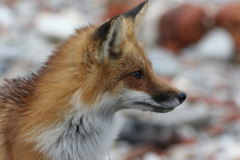 Photo of a Red Fox for the Mammals post.