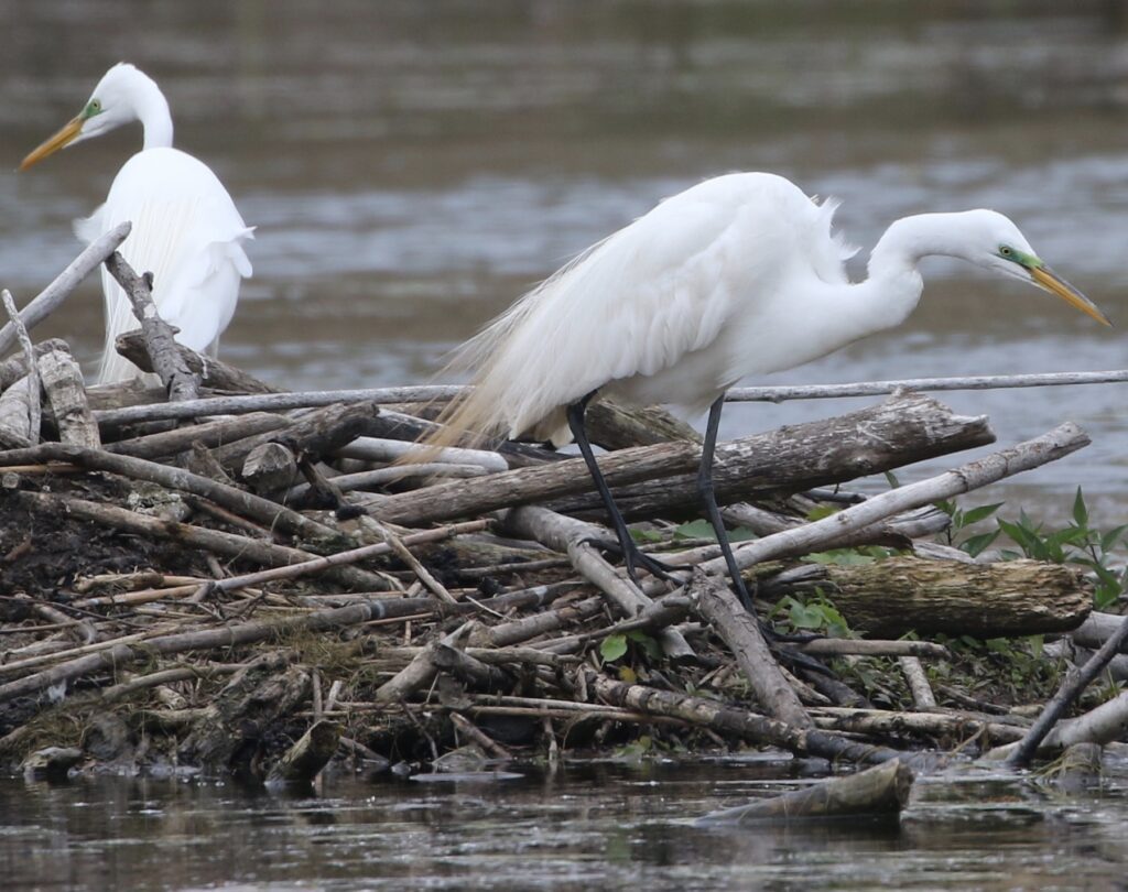 Photo of two Great Egrets on a beaver lodge.