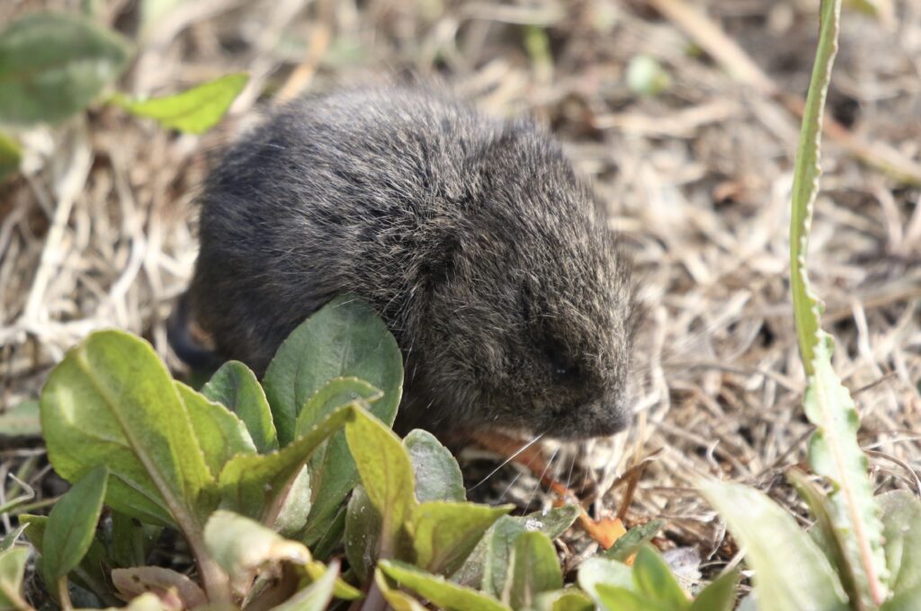 Photo of a Meadow Vole for the Mammals post.