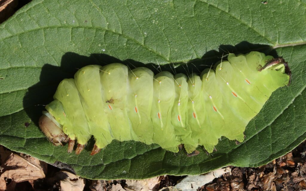 Photo of a Polyphemus Moth caterpillar for the Mammals post.