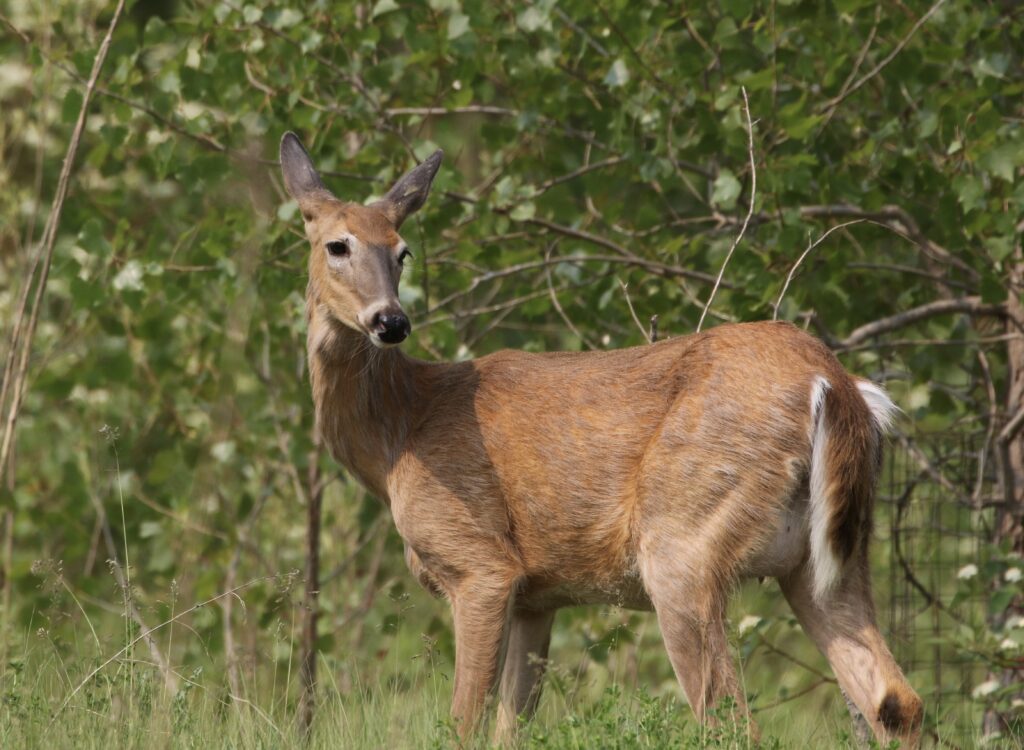 Photo of a White-tailed Deer for the Mammals post.