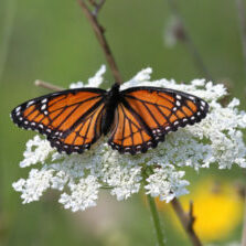 Monarch Butterfly Leslie Spit Toronto