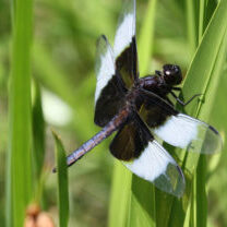 widow skimmer dragonfly